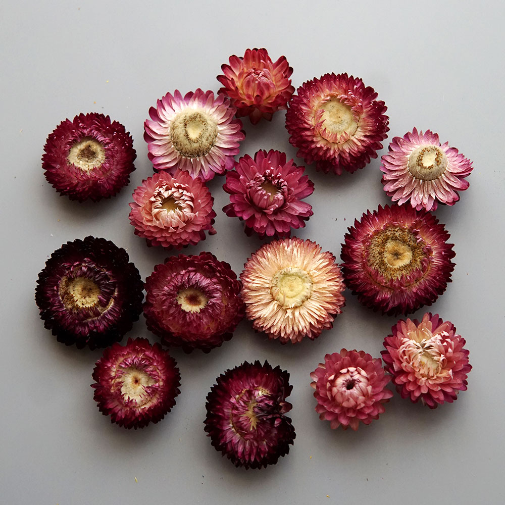 Natural Dried Colorful Chrysan - Baby Products For 1 Year Old recension och pris